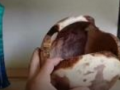 一棵让人脸红的树瘤, 牛人用车床细心加工, 成品价值不菲 (176播放)